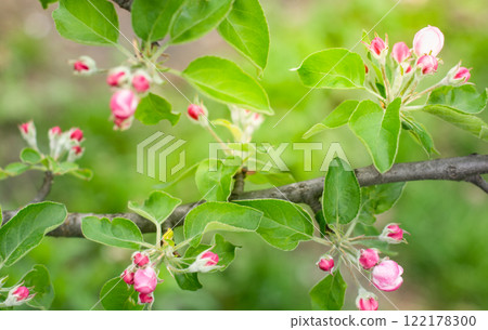apple blossom, pink buds on apple branches, spring background 122178300