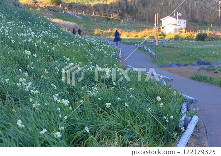 Izu, Shizuoka Prefecture "Shimoda Tsumekizaki Daffodil Festival" Izu, Shizuoka Prefecture "Shimoda Tsumekizaki Daffodil Festival" 122179325