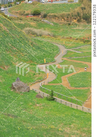 Izu, Shizuoka Prefecture "Shimoda Tsumekizaki Daffodil Festival" Izu, Shizuoka Prefecture "Shimoda Tsumekizaki Daffodil Festival" 122179338