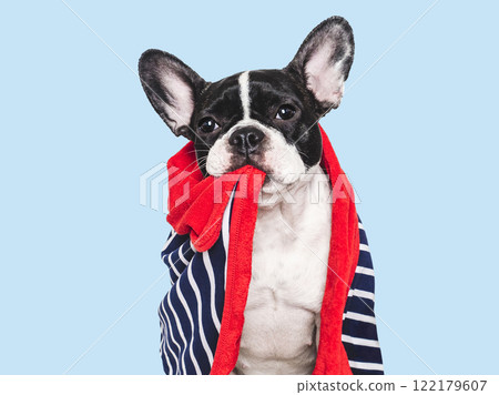 Cute puppy and blue towel. Studio shot Cute puppy and blue towel. Studio shot 122179607