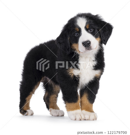 Bernese Mountaindog puppy on white 122179700