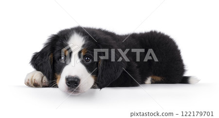 Bernese Mountaindog puppy on white 122179701