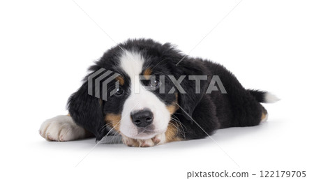 Bernese Mountaindog puppy on white 122179705