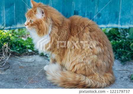 Portrait of a red cat against a green lawn. Red cat on a walk in good warm weather 122179737