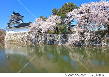[Toyama Prefecture] Toyama Castle tower and cherry blossoms in full bloom on a clear day 122180075