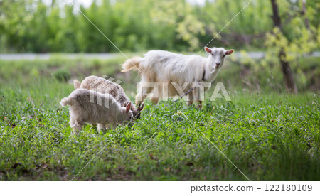 Two playful goats with their mother explore a grassy field in a rural setting Two playful goats with their mother explore a grassy field in a rural setting 122180109