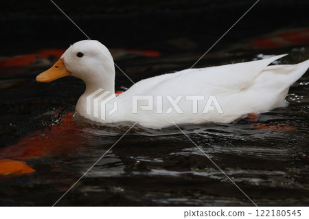 The white Duck is stay in nature garden 122180545