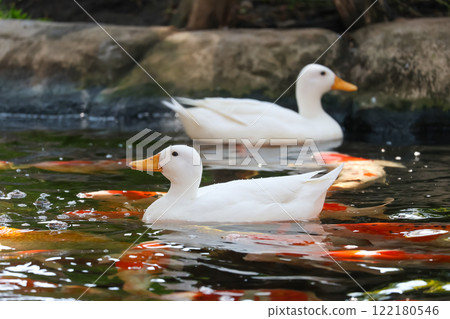 The white Duck is stay in nature garden 122180546