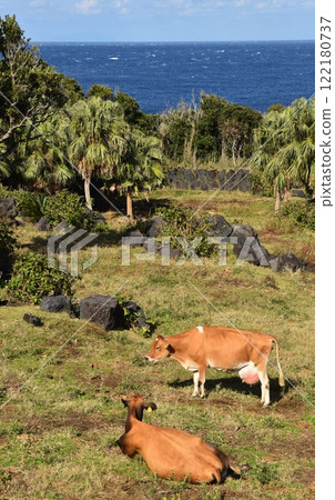 東京八丈島產的澤西牛肉 東京八丈島產的澤西牛肉 122180737