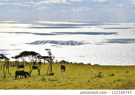 東京八丈島上吃草的黑牛 122180745