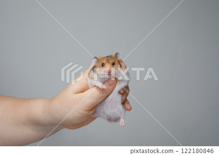 Small male hamster in hand on white background Small male hamster in hand on white background 122180846