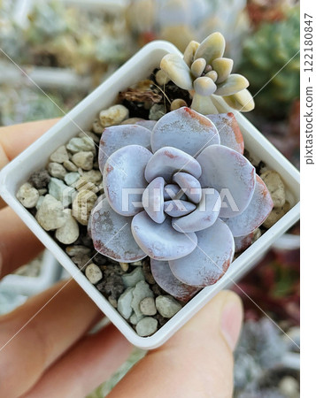Beautiful Echeveria Cream Tea succulent plant close up. Flower rosette in pot, top view Beautiful Echeveria Cream Tea succulent plant close up. Flower rosette in pot, top view 122180847