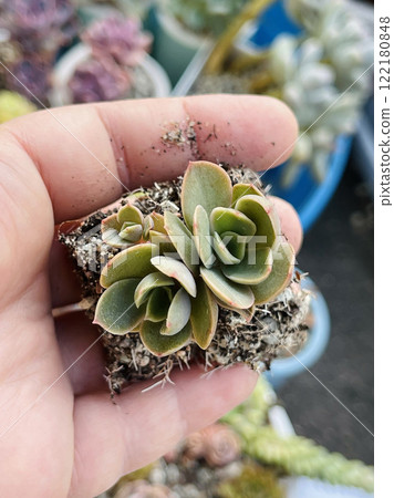 Beautiful Echeveria Kisses on female hand closeup Beautiful Echeveria Kisses on female hand closeup 122180848