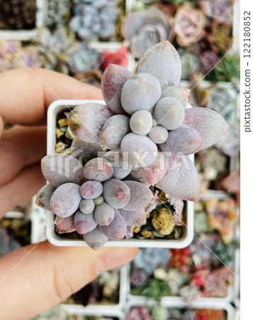 Beautiful Pachyphytum machucae baby finger succulent houseplant in pot top view Beautiful Pachyphytum machucae baby finger succulent houseplant in pot top view 122180852