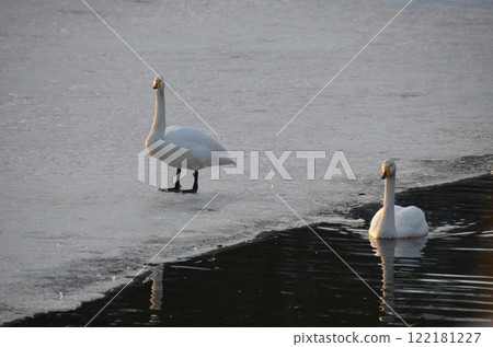 走在冰的天鵝 122181227