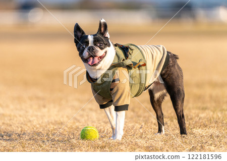 Boston Terrier 122181596