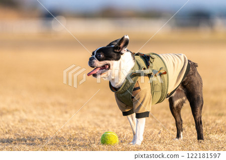 Boston Terrier Boston Terrier 122181597