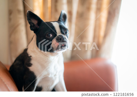 Boston terrier sitting on the sofa 122181656