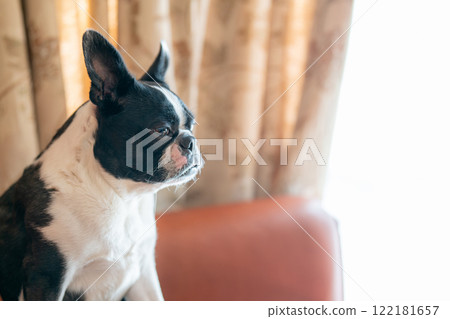 波士頓梗犬坐在沙發上 波士頓梗犬坐在沙發上 122181657