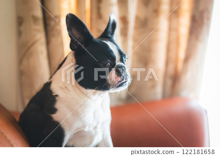 波士頓梗犬坐在沙發上 122181658