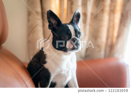 波士頓梗犬坐在沙發上 122181659