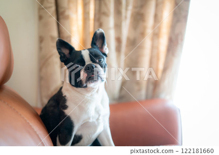 Boston terrier sitting on the sofa 122181660