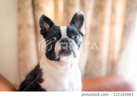 Boston terrier sitting on the sofa Boston terrier sitting on the sofa 122181661