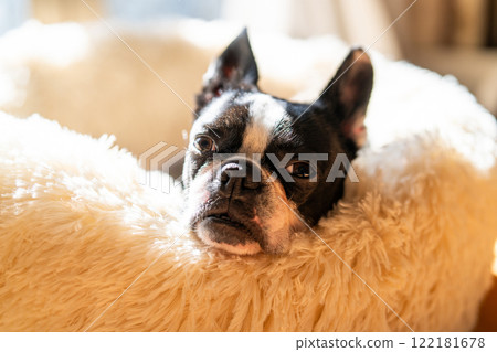 波士頓梗犬在墊子上放鬆 波士頓梗犬在墊子上放鬆 122181678