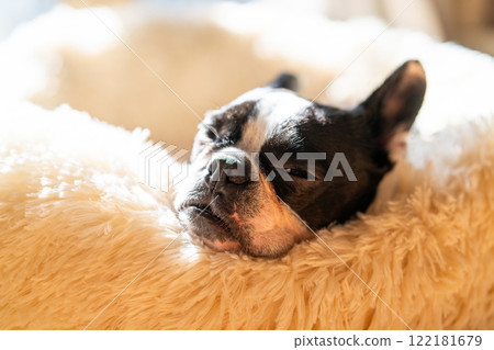 Boston terrier relaxing on a cushion Boston terrier relaxing on a cushion 122181679