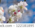 Peach blossoms on a blue sky background 122181895