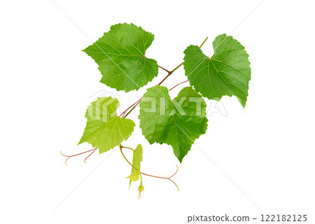 Grapevine with bright green leaves isolated on white. Grapevine with bright green leaves isolated on white. 122182125