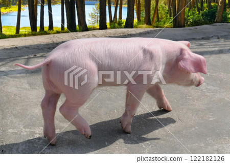 A cute pink pig walks along the road. A cute pink pig walks along the road. 122182126