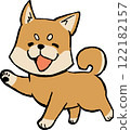 Shiba Inu Walking 1 122182157