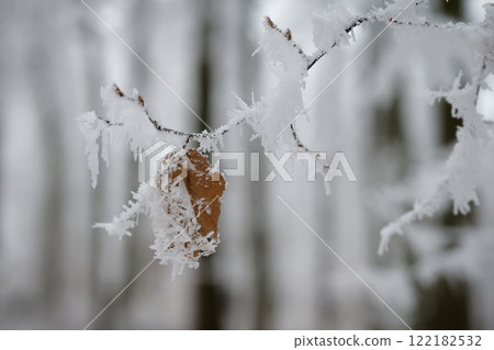 A close-up photograph capturing the delicate beauty of frost-covered autumn leaves on a branch. The golden-brown leaves, partially encrusted with snow and ice, stand out against a softly blurred 122182532