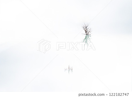 Creative minimalist work of bare branches reflecting in the Bovilla lake, Albania 122182747