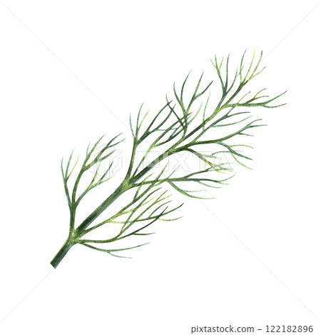 A sprig of spicy dill. Hand-drawn watercolor illustration. An image of spicy greens. Highlighted from the background. Perfect for menus, recipe books, packages, labels, and more. 122182896