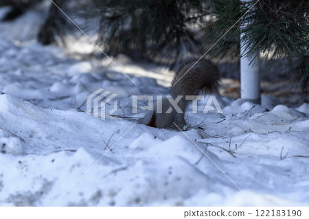 Red eurasian squirrel on snow in the park, close-up. Winter time. Red eurasian squirrel on snow in the park, close-up. Winter time. 122183190
