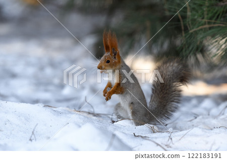 Red eurasian squirrel on snow in the park, close-up. Winter time. Red eurasian squirrel on snow in the park, close-up. Winter time. 122183191