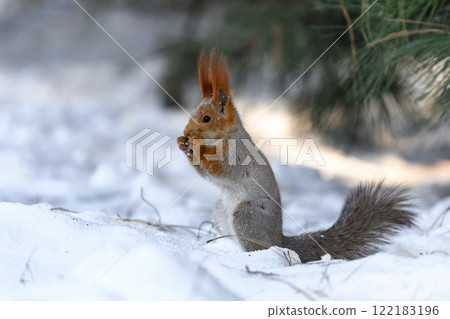 Red eurasian squirrel on snow in the park, close-up. Winter time. Red eurasian squirrel on snow in the park, close-up. Winter time. 122183196