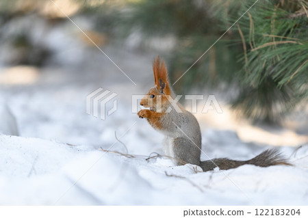 Red eurasian squirrel on snow in the park, close-up. Winter time. 122183204