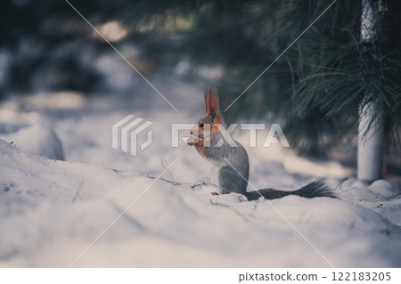 Red eurasian squirrel on snow in the park, close-up. Winter time. 122183205
