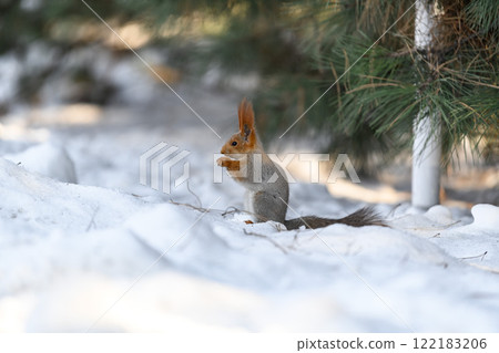 Red eurasian squirrel on snow in the park, close-up. Winter time. 122183206