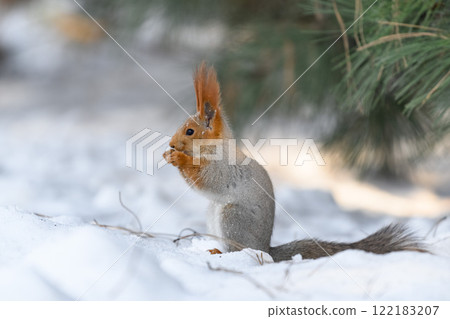 Red eurasian squirrel on snow in the park, close-up. Winter time. 122183207