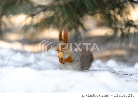 Red eurasian squirrel on snow in the park, close-up. Winter time. 122183213