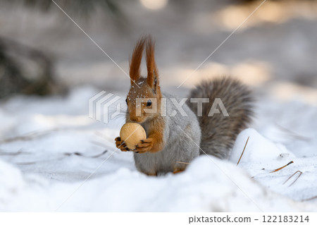 Red eurasian squirrel on snow in the park, close-up. Winter time. 122183214