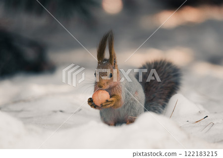 Red eurasian squirrel on snow in the park, close-up. Winter time. 122183215