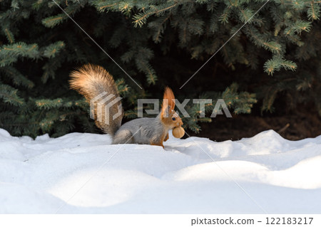 Red eurasian squirrel on snow in the park, close-up. Winter time. 122183217