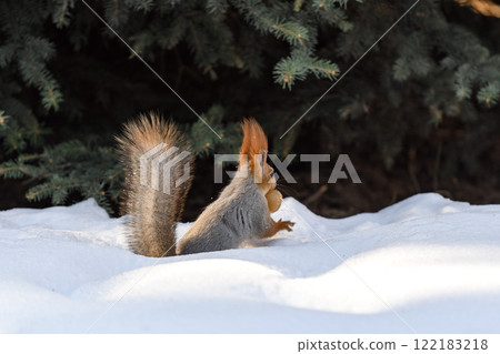 Red eurasian squirrel on snow in the park, close-up. Winter time. 122183218