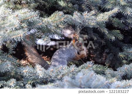Red eurasian squirrel on snow in the park, close-up. Winter time. Red eurasian squirrel on snow in the park, close-up. Winter time. 122183227
