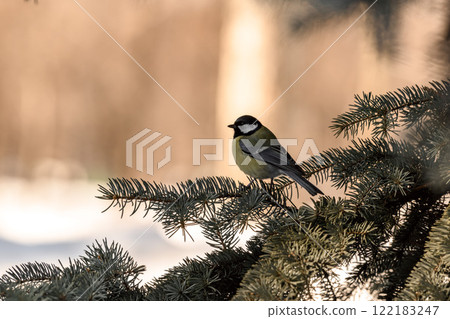 Small bird tomtit sits on branch. Birdwatching in the city. 122183247
